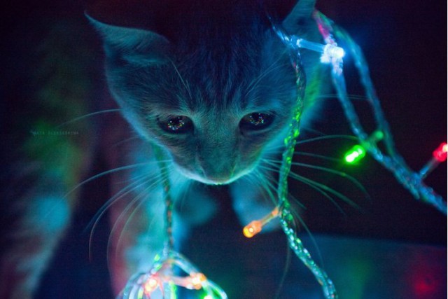 Коты и Кошки