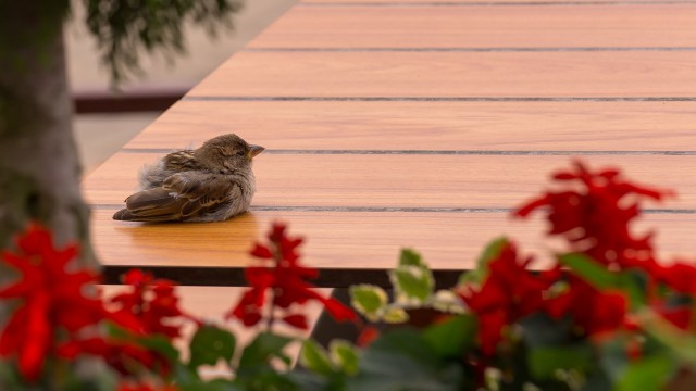 Просто Природа