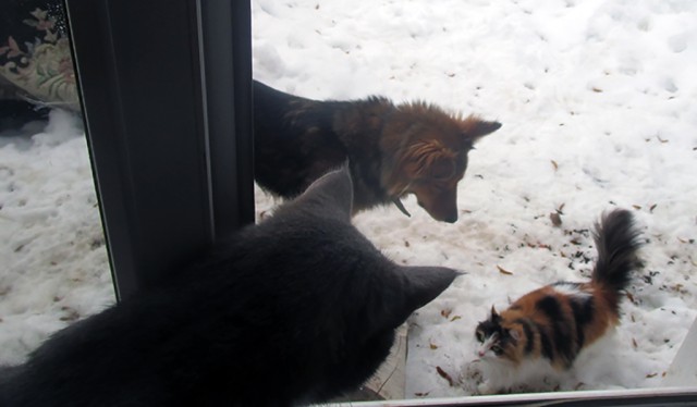 Котовторник 27.03.2018