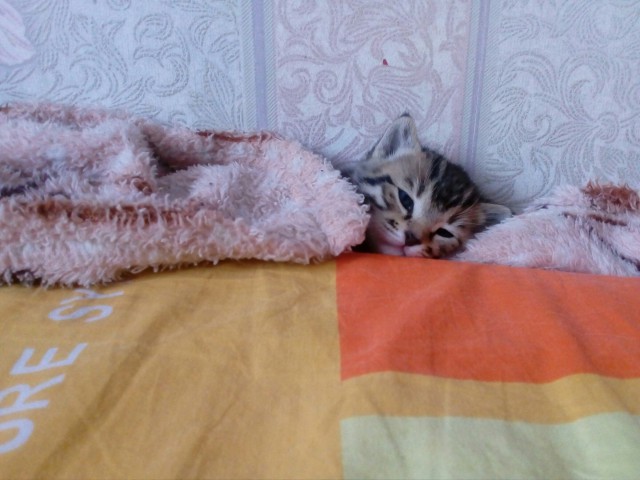 А не открыть бы нам котовторник 03.04.2018