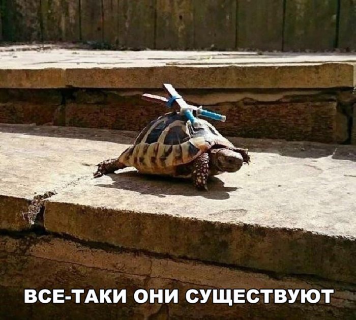25 животных, которые могут запросто убить человека