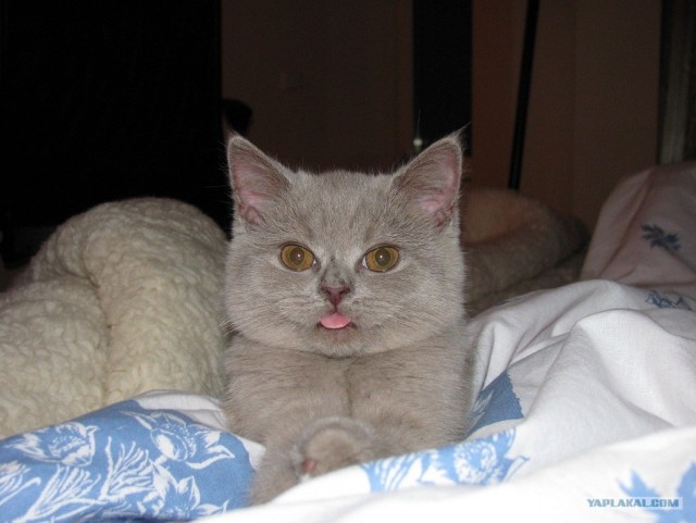 Котовторник!