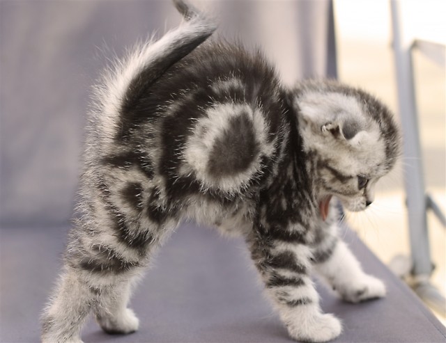 Начинаем котовторник!