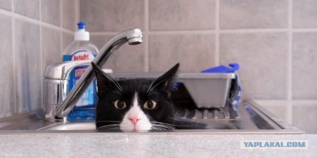 Первый котовторник июля