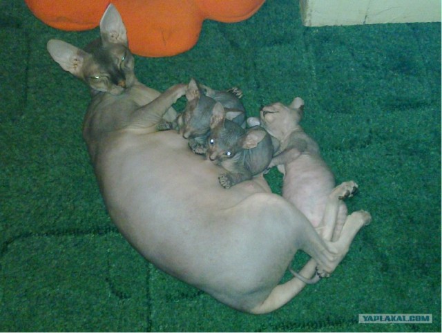 Котовторник в "КотоГетто"