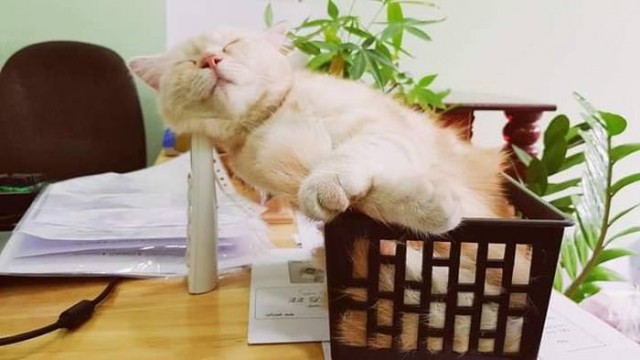 23 самых ленивых кота