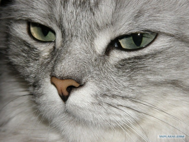 Котовторник 20.12.2011