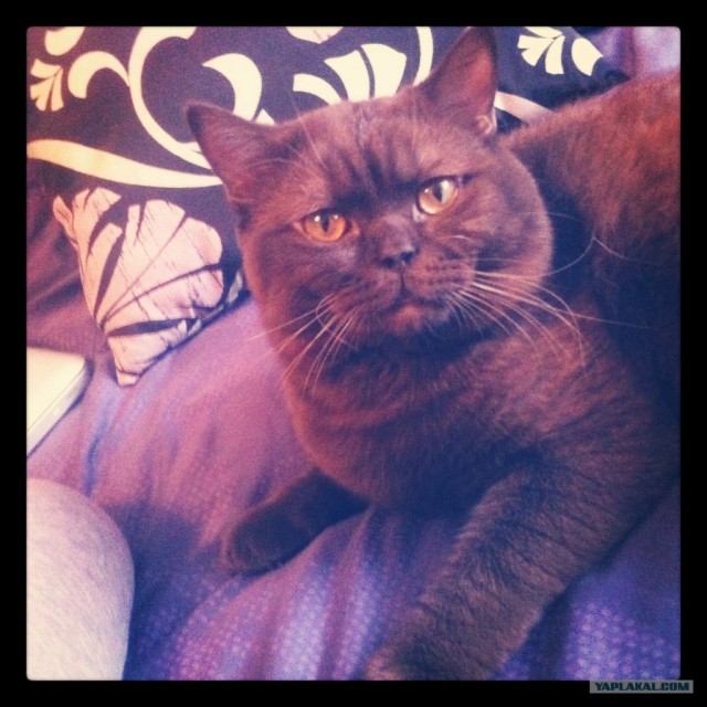 Котовторник (07.02.2012)