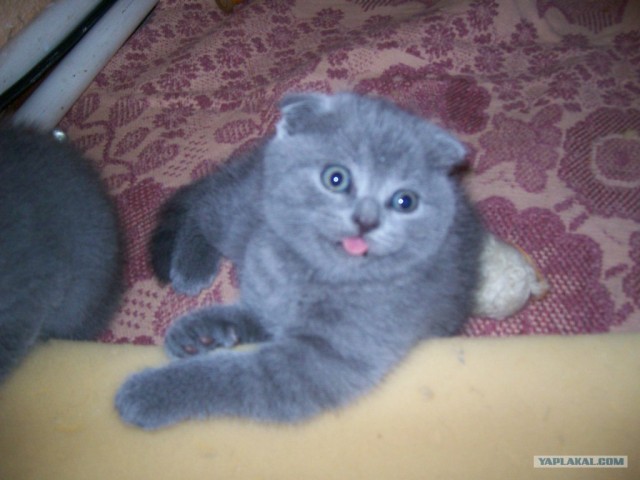 Котовторник 03 07 2012