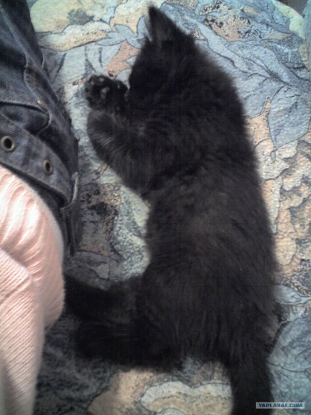 Котовторник  17.07.2012