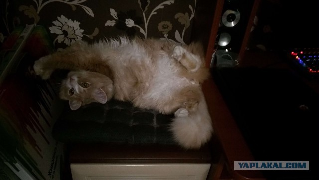 Котовторник 22.01.2019.
