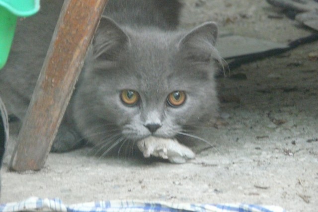 Котовторник  14.08.2012.