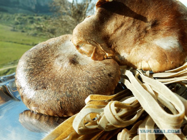 Конопля с грибами