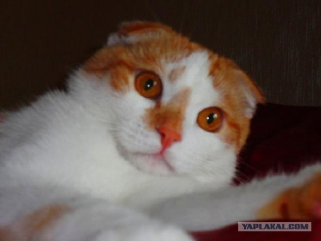 Котовторник 29.01.2013