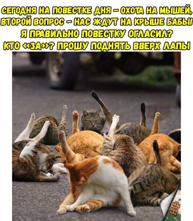 Забавные фото котеек
