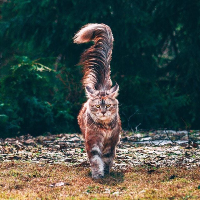 Котовторник! начнем? 04.06.19