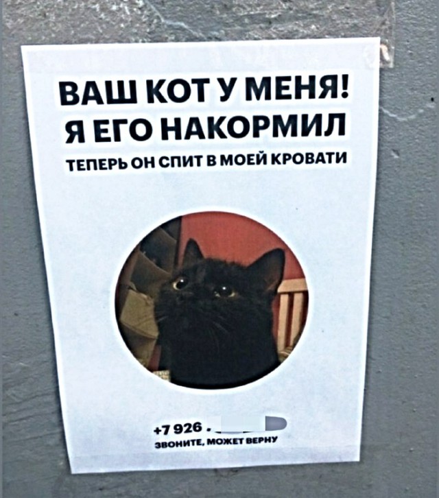 Картинки с котами и про котов