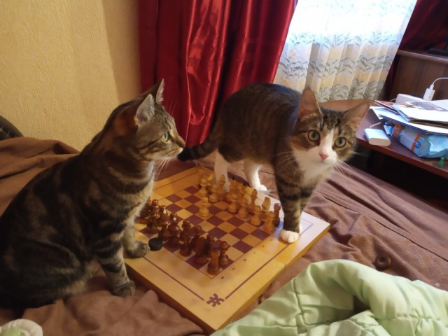 Котовторник 23.07.2019.