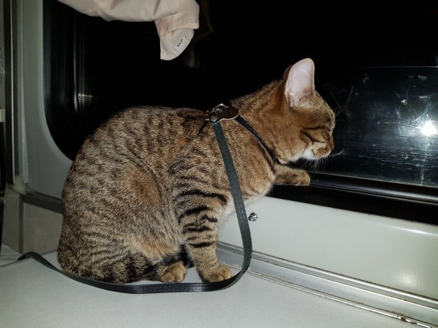 Еще к котовторнику. Поездатые коты