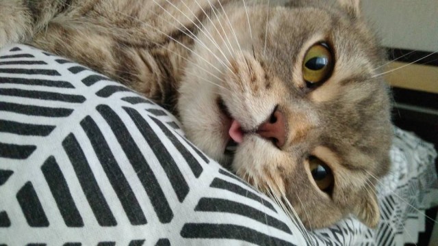 Котовторник 13.10.2020