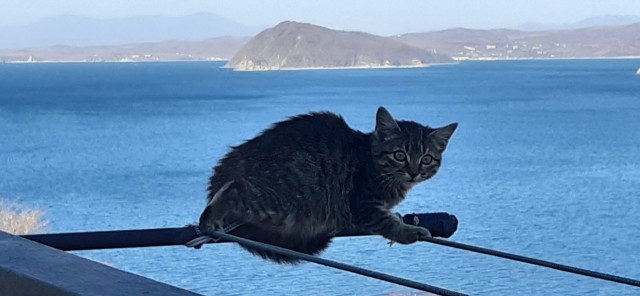 Котаны со странностями