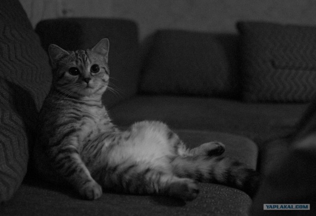 Кот расслабляется