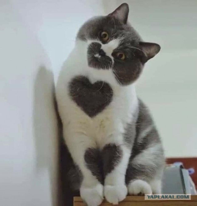 Котаны с забавным окрасом