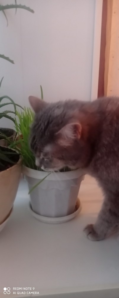 Кошки