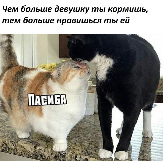 Весёлый полтишок 10.08