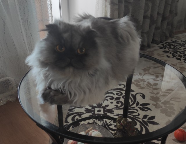 Котовторник же уже наступил?