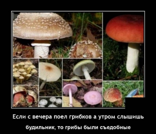 Картинки и мемы для настроения 07.10.2021