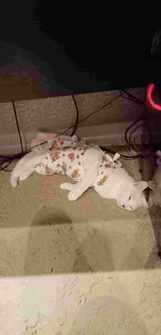 Котовторнику быть