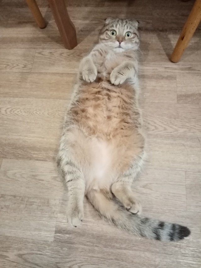 Котовторник 21.12.21