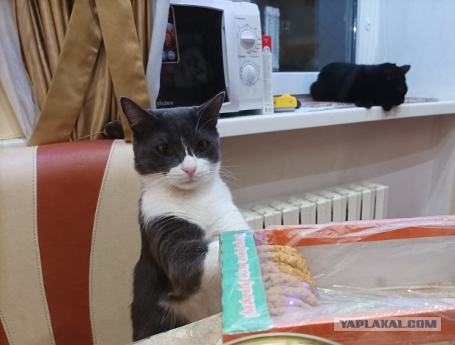 Первый котовторник 2022