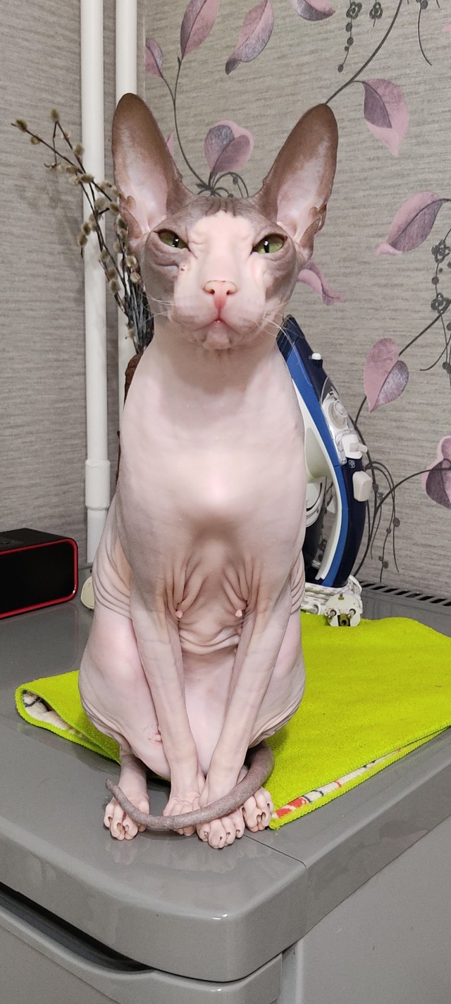 Котовторнику посвящается