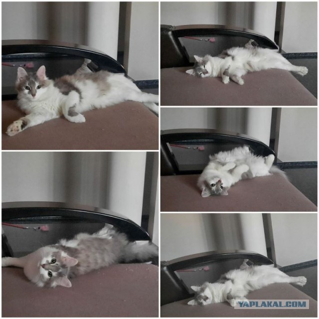 Не буду я ждать котовторника!
