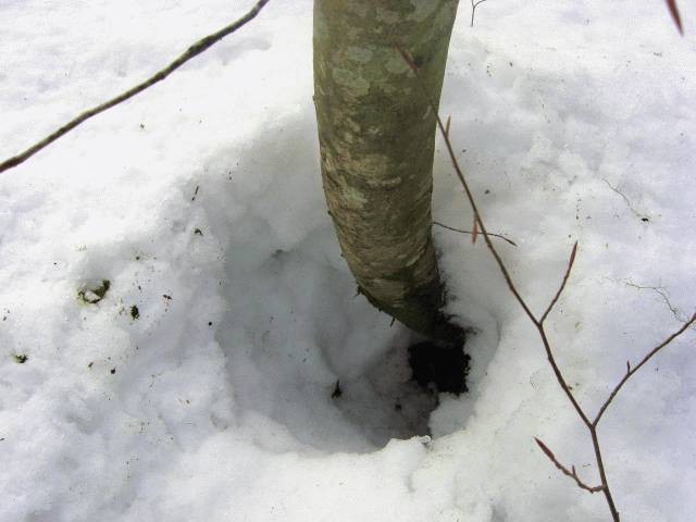 Жарко? Немного зимы