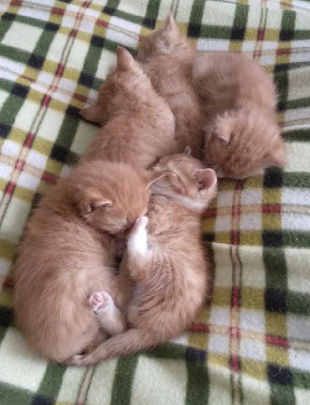 Мощный славянский оберег от всех проблем - Котоврат!