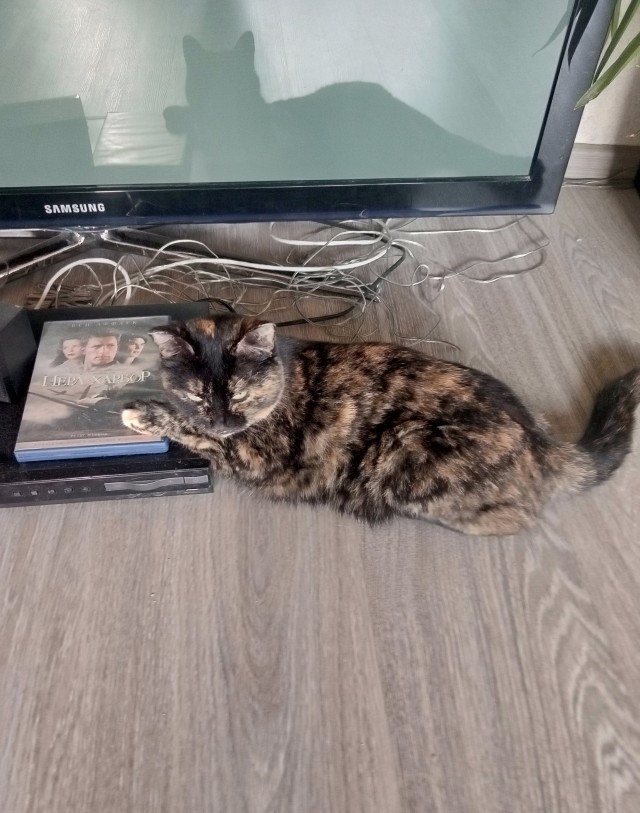 Котёнок Батон приветствует ЯПовцев