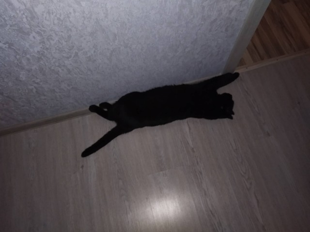 Котовторник 1.11.22