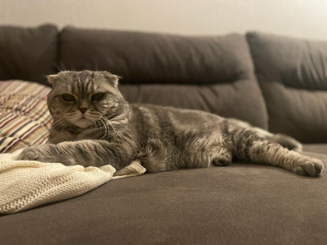 Котоюмор на ЯП. Веселые кото-картинки!