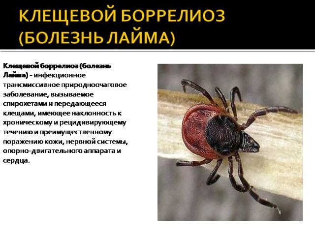 Боррель ответил на слова Лаврова о «русском вопросе»