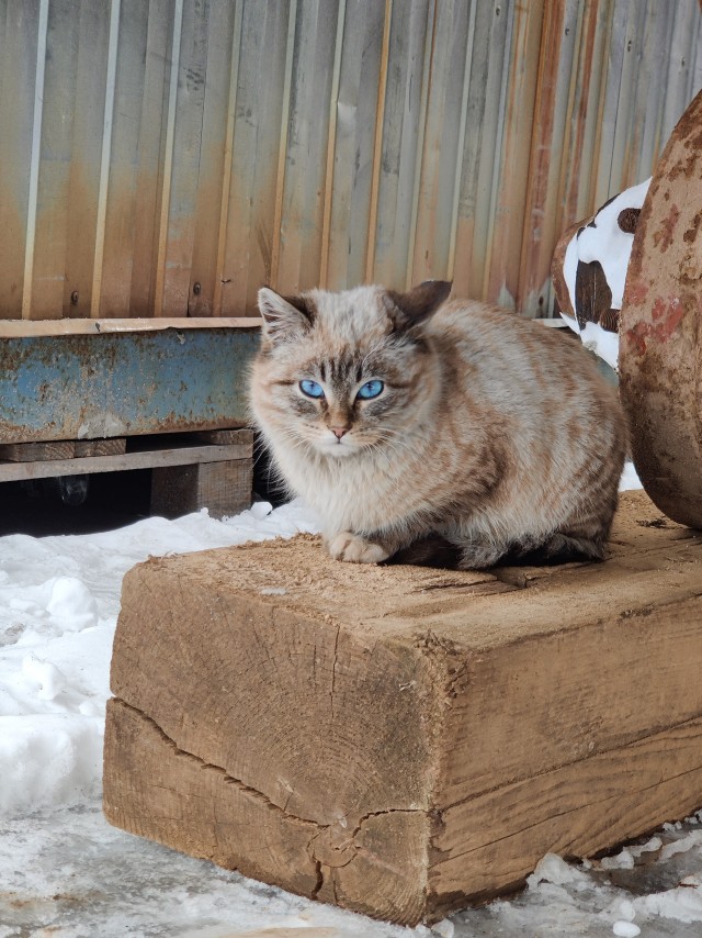 Кошка из Игры престолов