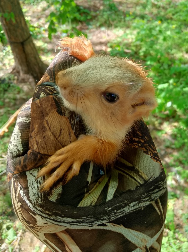 У бельчонка ноги.. Ему бы домой