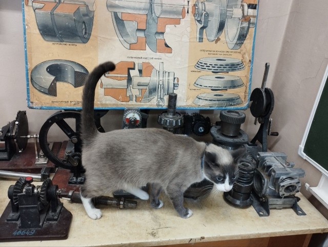 Коты пролетарии