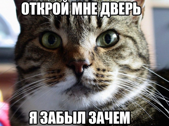 Почему кошки требуют открыть дверь, а затем не заходят: объясняем причины