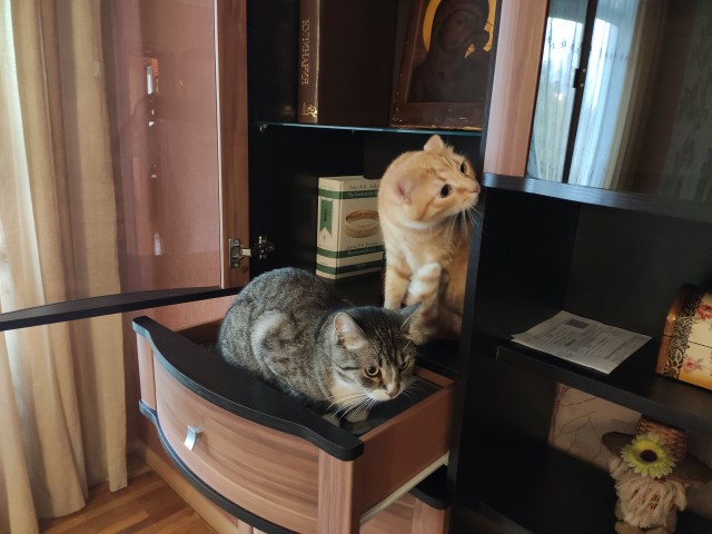 Котовторник 09.04.24