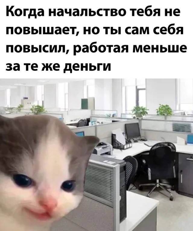 Весёлый полтишок 13.08.24