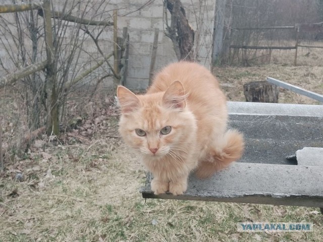 Жизнь домашнего приюта для котеек 537