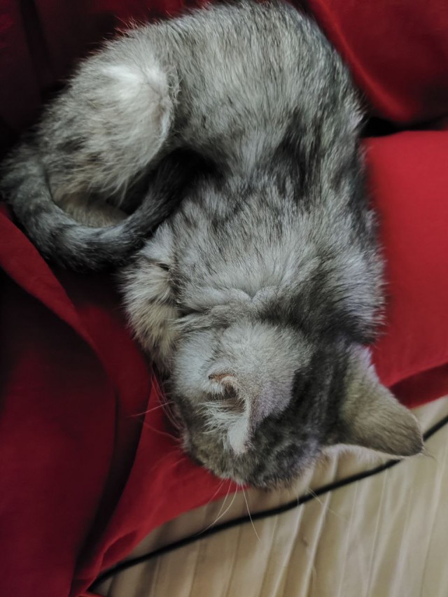 Котенок в добрые руки. Москва и МО